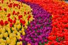 USA, Washington State. Skagit Valley, tulips blooming in garden Art Print
